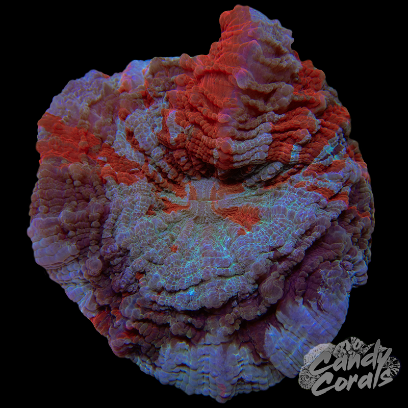 Ultra Rainbow Acanthophyllia WYSIWYG 42