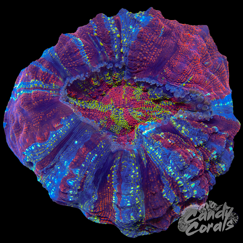 Rainbow Acanthophyllia WYSIWYG 78