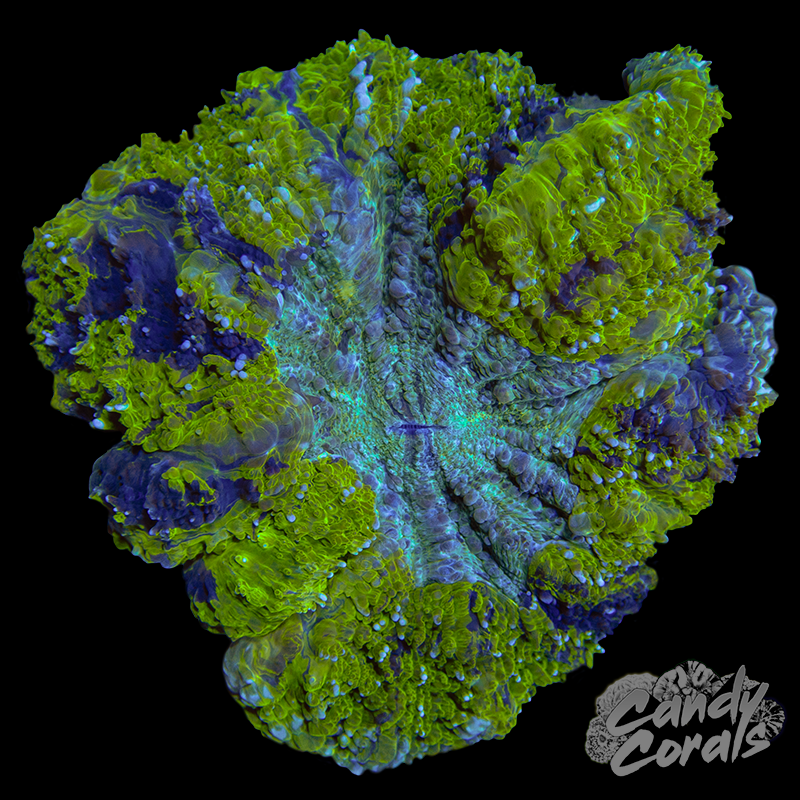 Yellow Acanthophyllia WYSIWYG 1