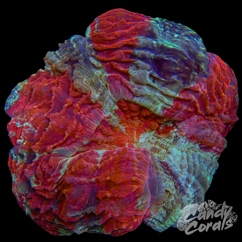 Ultra Rainbow Acanthophyllia WYSIWYG 41