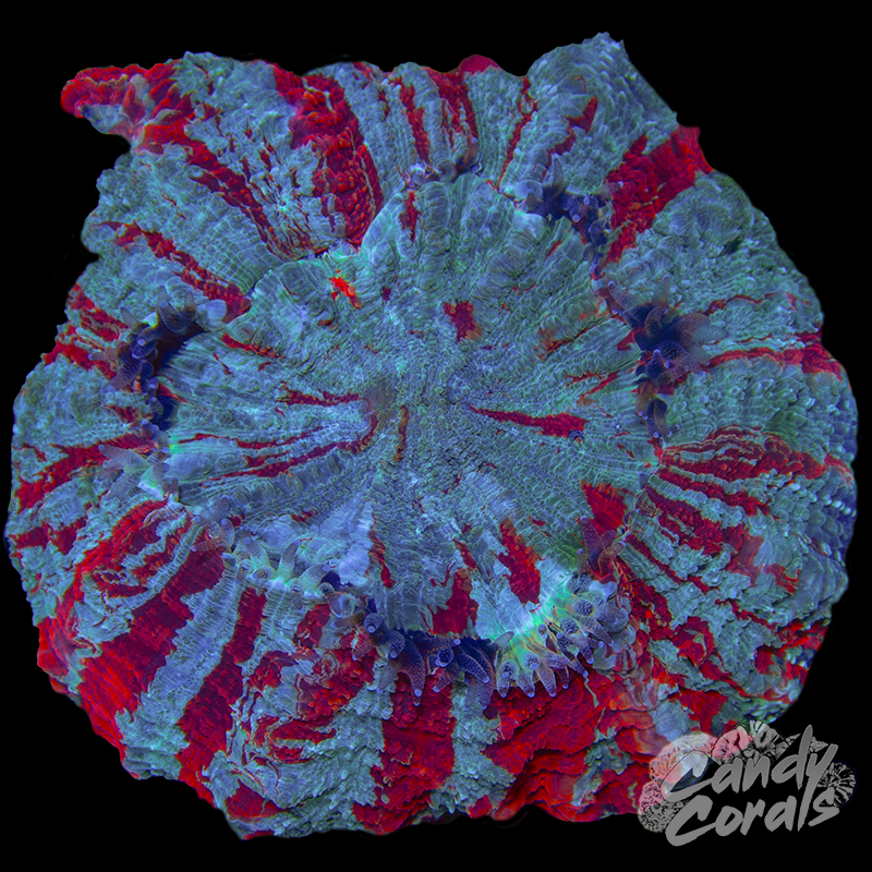 Ultra Rainbow Acanthophyllia WYSIWYG 27