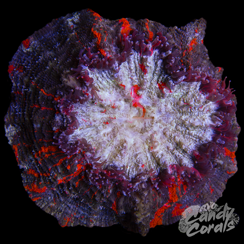 Rainbow Acanthophyllia WYSIWYG 96