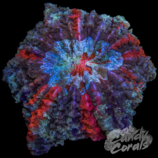 Ultra Rainbow Acanthophyllia WYSIWYG 59