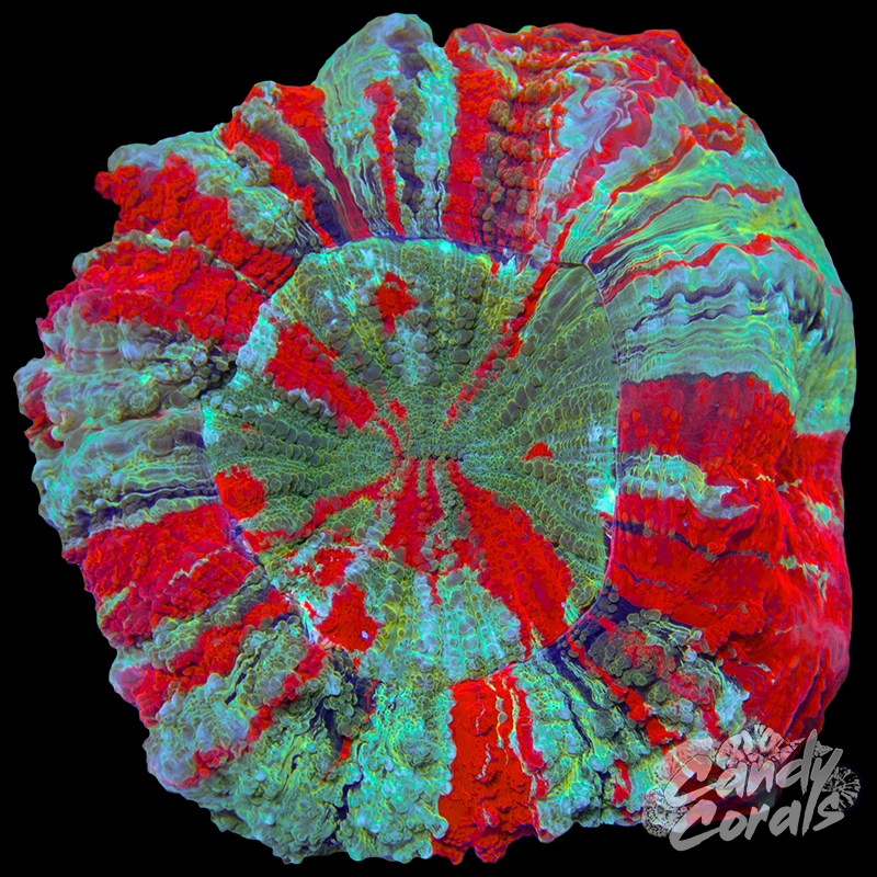 Rainbow Acanthophyllia WYSIWYG 79
