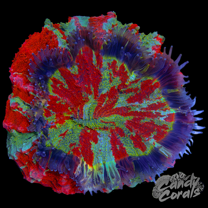 Ultra Rainbow Acanthophyllia WYSIWYG 28