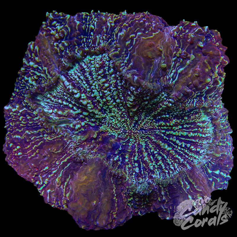 Acanthophyllia WYSIWYG 2