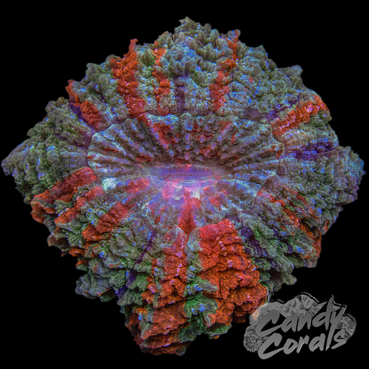 Ultra Rainbow Acanthophyllia WYSIWYG 60