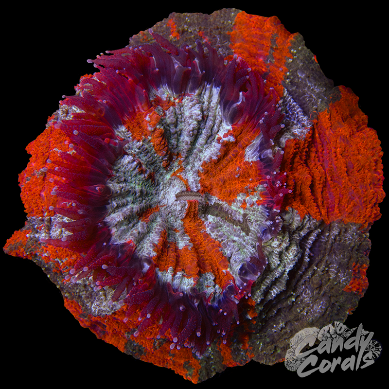 Ultra Rainbow Acanthophyllia WYSIWYG 81