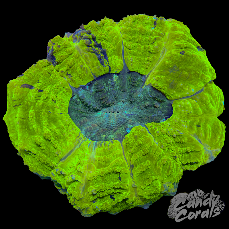 Yellow Acanthophyllia WYSIWYG 82