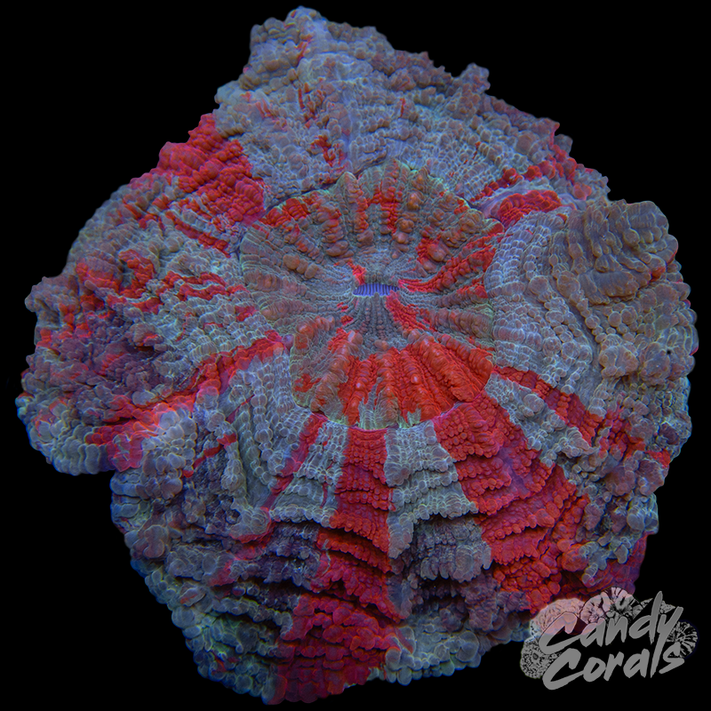 Ultra Rainbow Acanthophyllia WYSIWYG 49