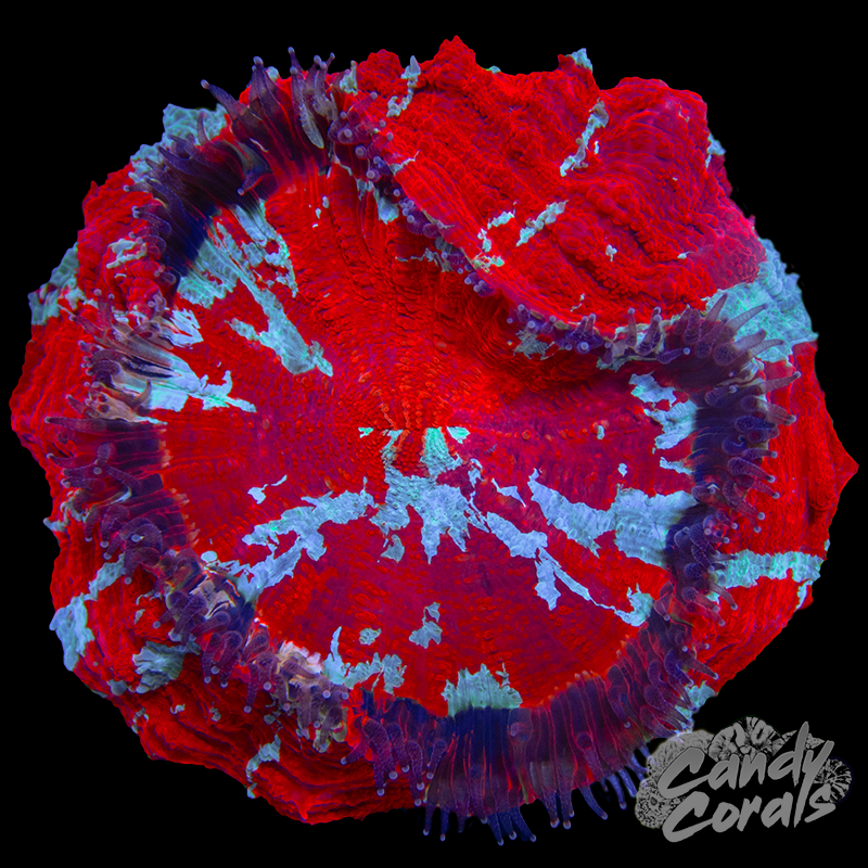 Ultra Rainbow Acanthophyllia WYSIWYG 29