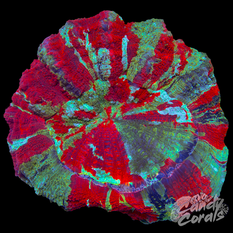 Rainbow Acanthophyllia WYSIWYG 83