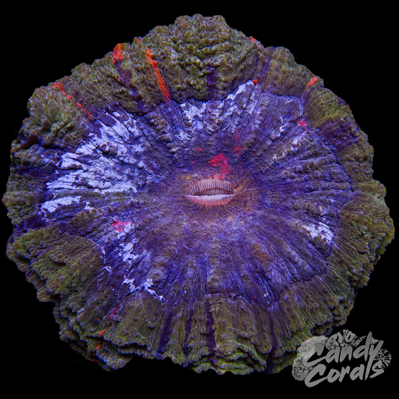 Acanthophyllia WYSIWYG 3
