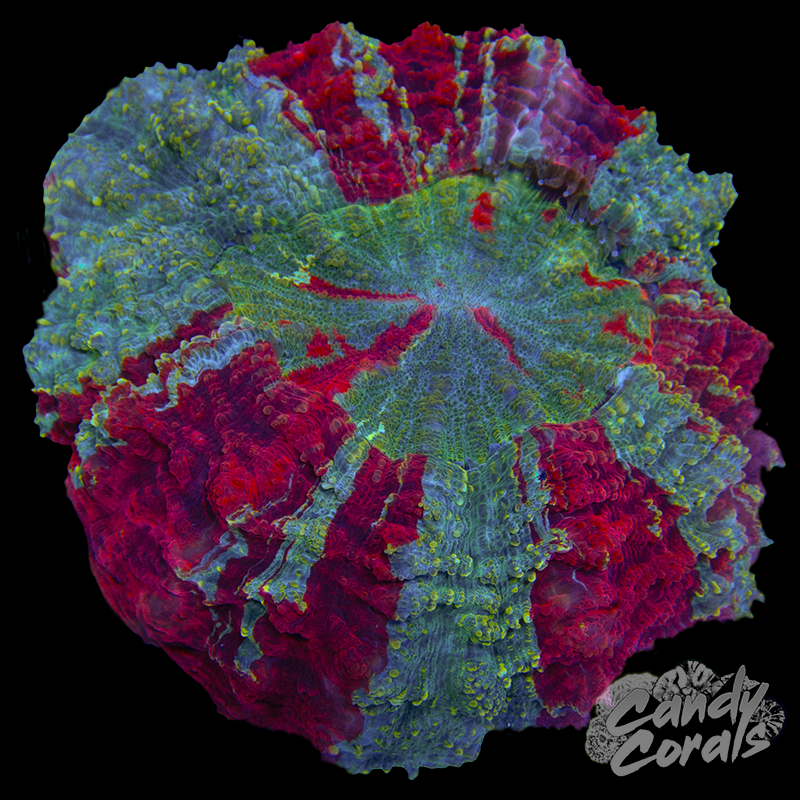 Ultra Rainbow Acanthophyllia WYSIWYG 30