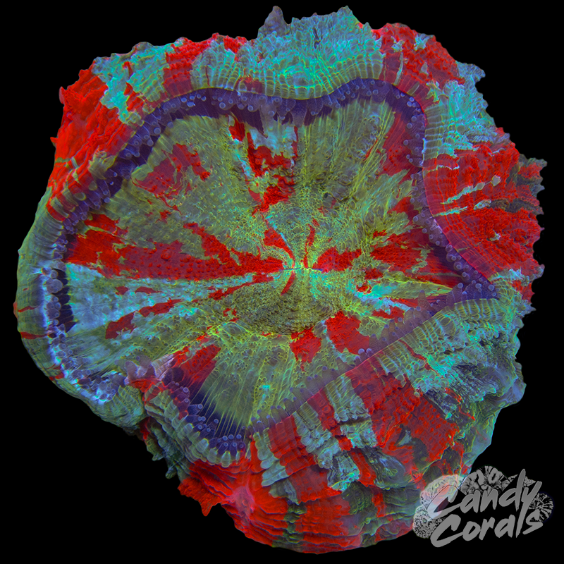 Rainbow Acanthophyllia WYSIWYG 84