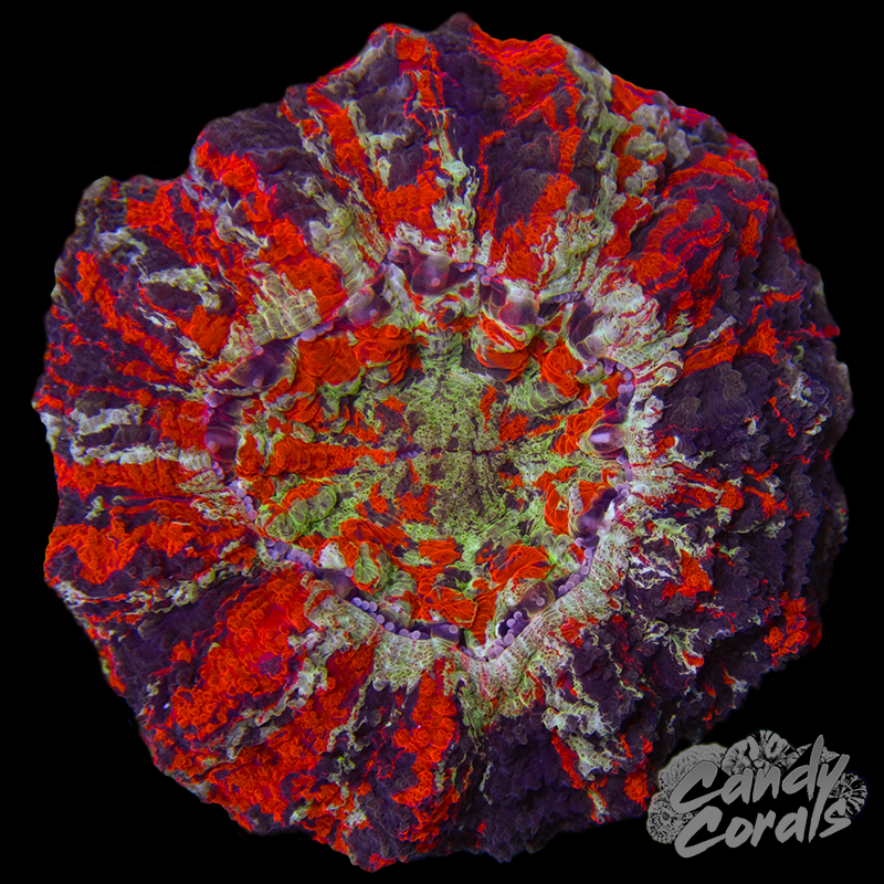 Ultra Rainbow Acanthophyllia WYSIWYG 42