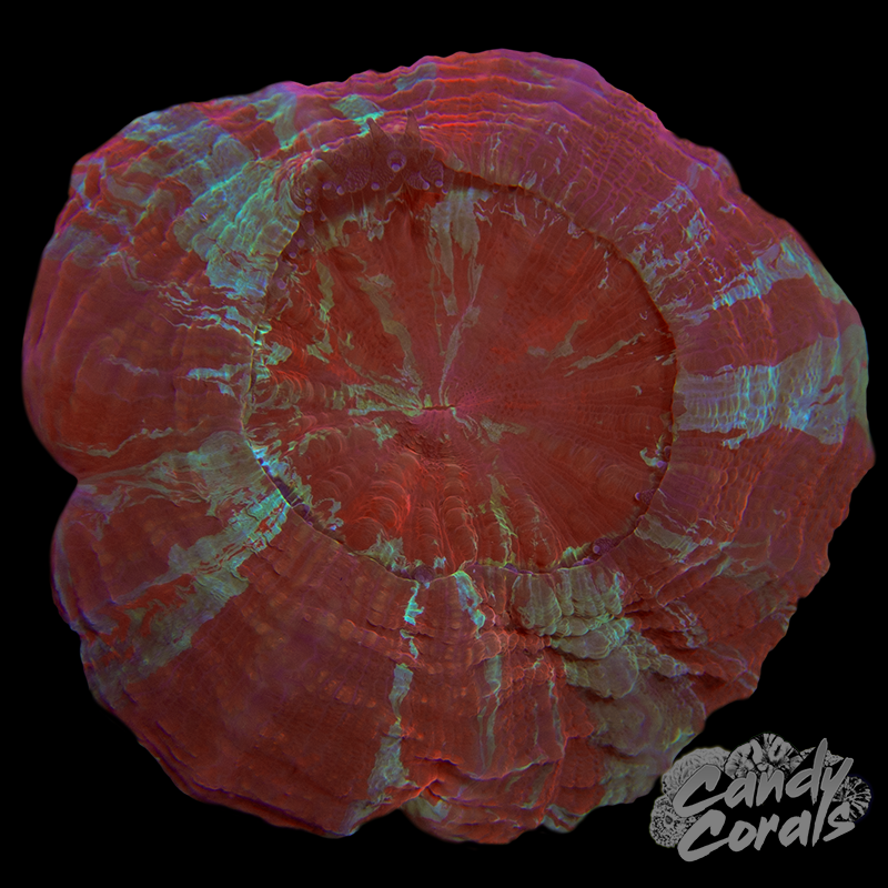 Ultra Rainbow Acanthophyllia WYSIWYG 47