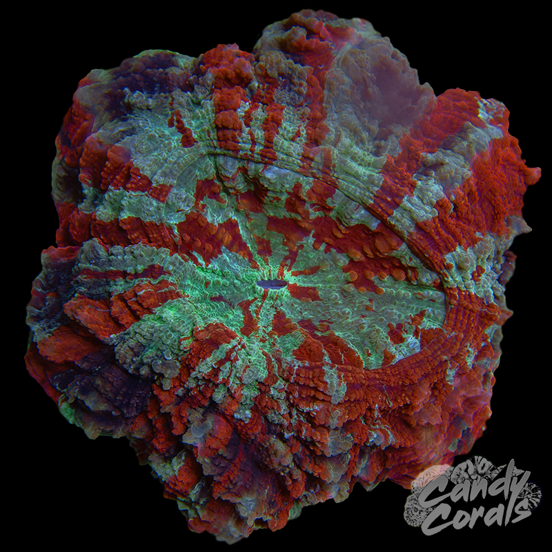 Ultra Rainbow Acanthophyllia WYSIWYG 54