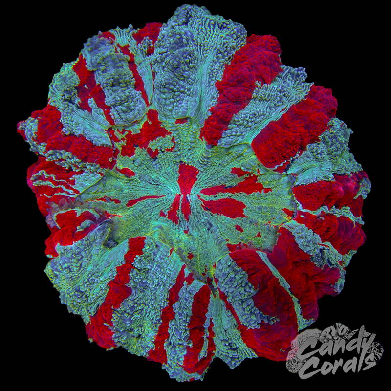 Ultra Rainbow Acanthophyllia WYSIWYG 31