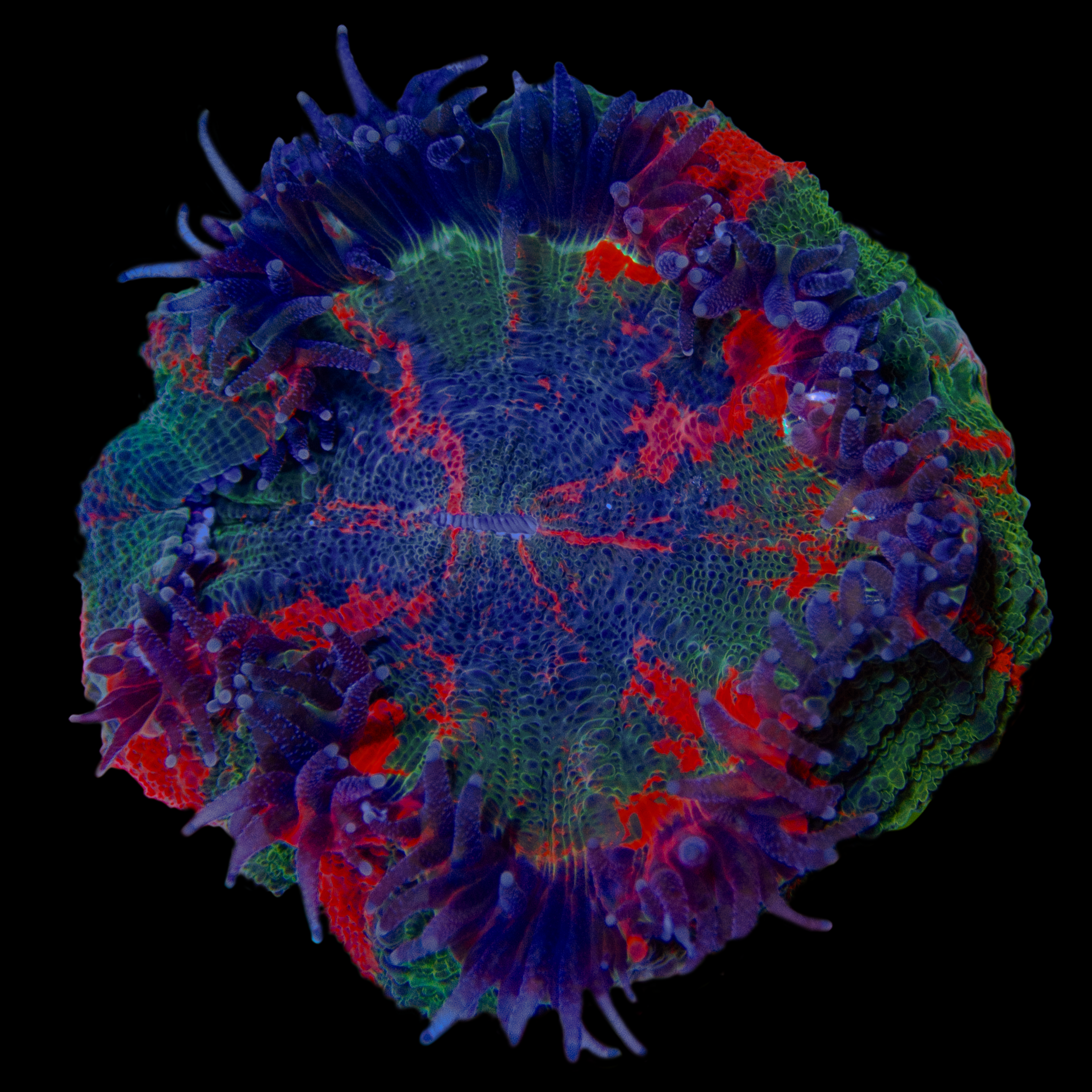 Ultra Rainbow Acanthophyllia WYSIWYG 32