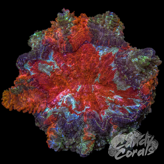 Ultra Rainbow Acanthophyllia WYSIWYG 63