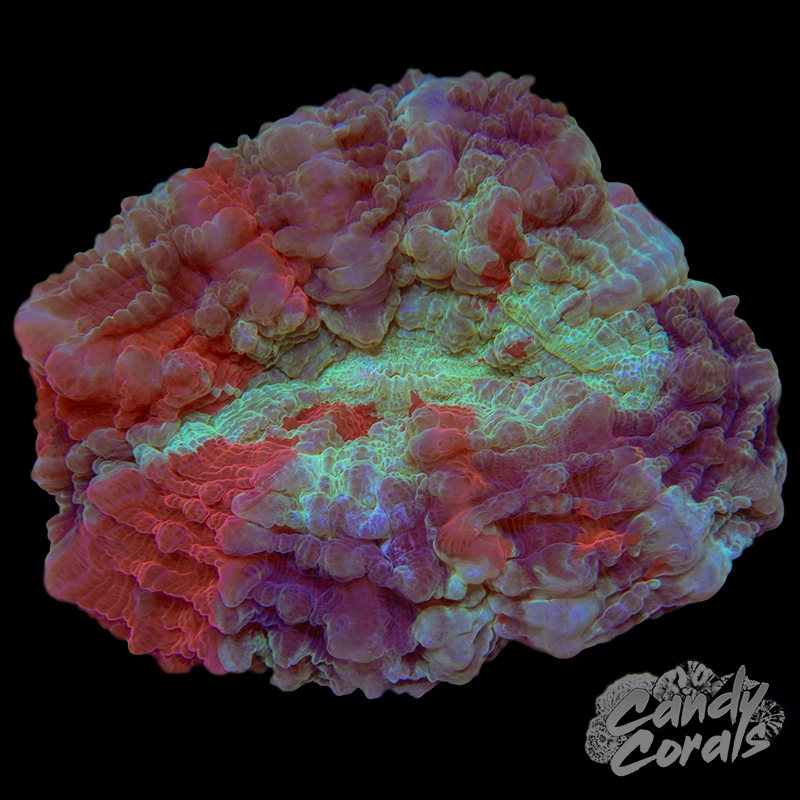 Ultra Rainbow Acanthophyllia WYSIWYG 50