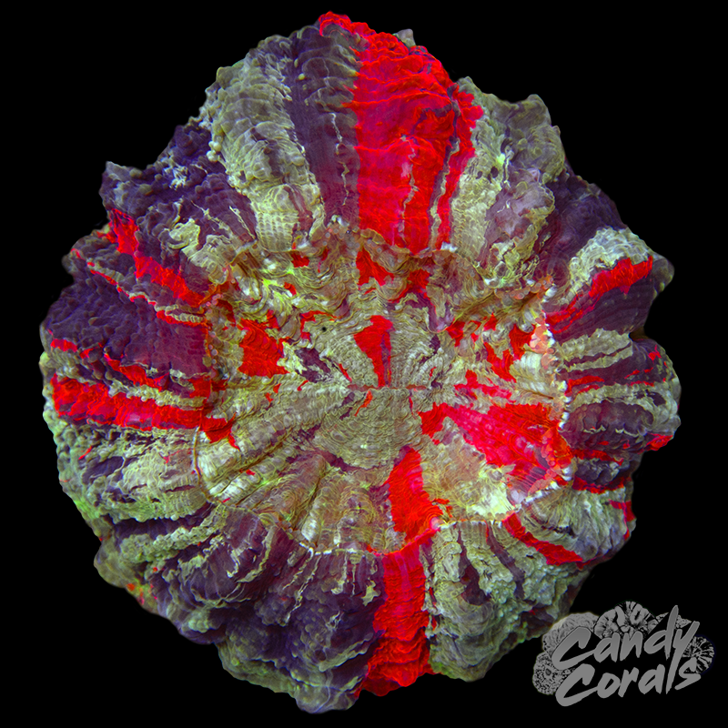 Ultra Rainbow Acanthophyllia WYSIWYG 48
