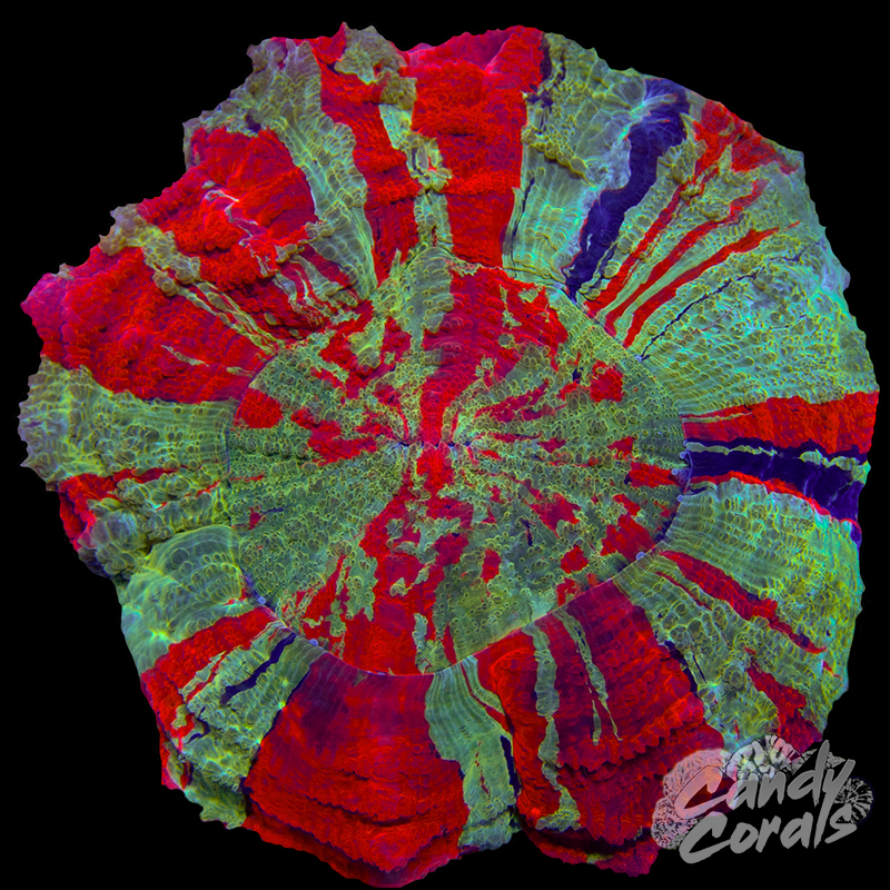 Rainbow Acanthophyllia WYSIWYG 101