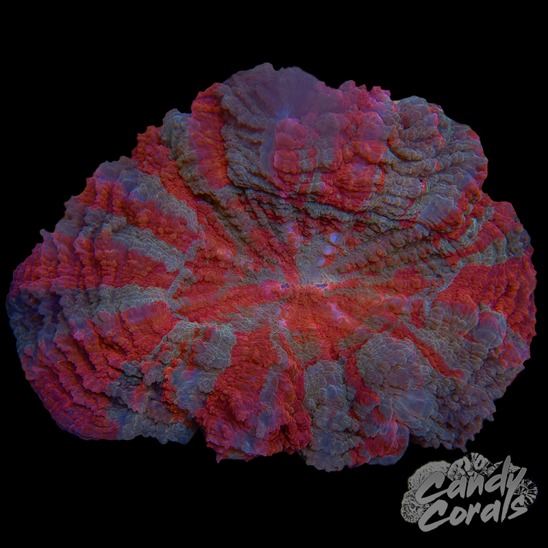 Ultra Rainbow Acanthophyllia WYSIWYG 57