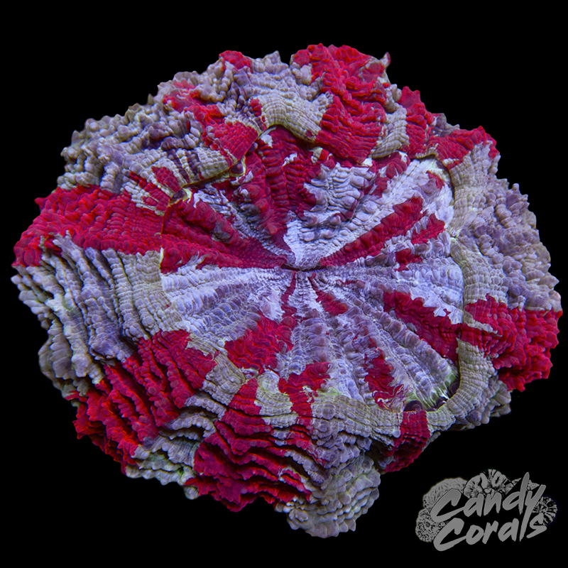 Ultra Rainbow Acanthophyllia WYSIWYG 24