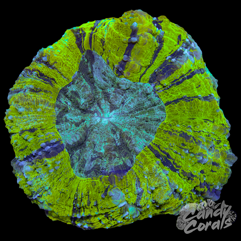 Yellow Acanthophyllia WYSIWYG 85