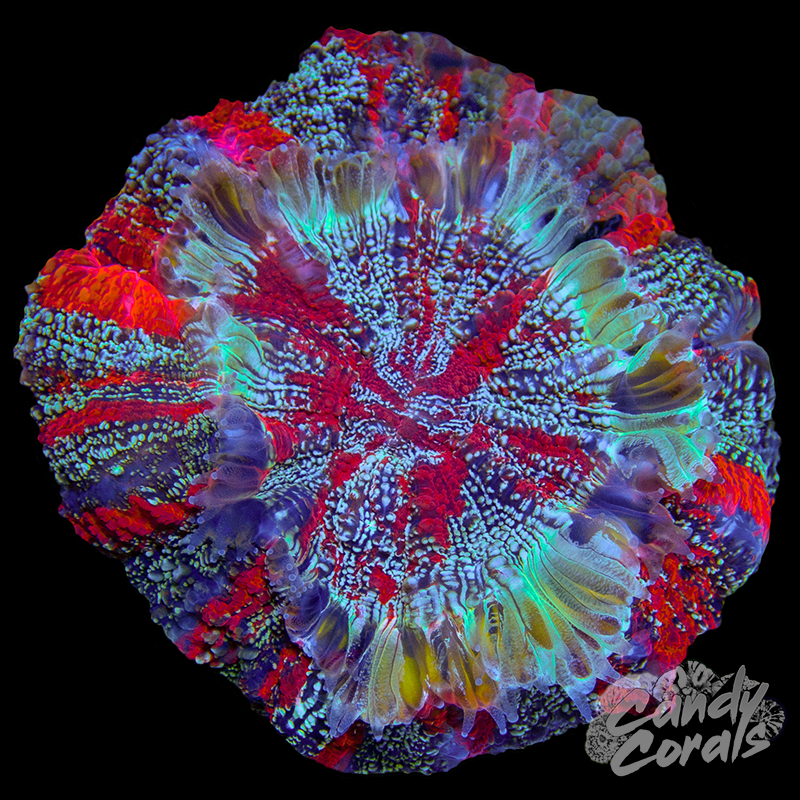 Rainbow Acanthophyllia WYSIWYG 86