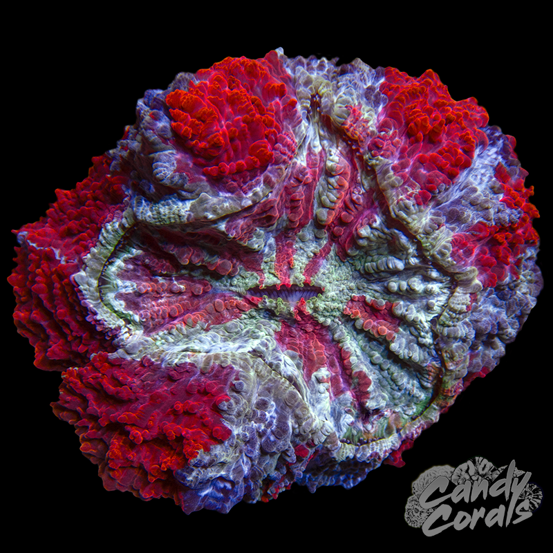 Ultra Rainbow Acanthophyllia WYSIWYG 40