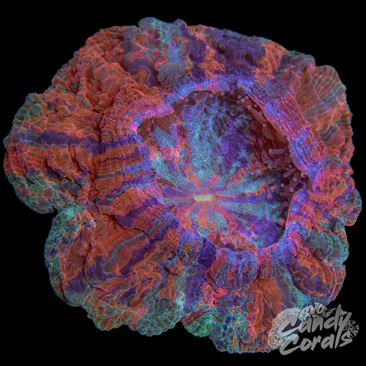 Ultra Rainbow Acanthophyllia WYSIWYG 31