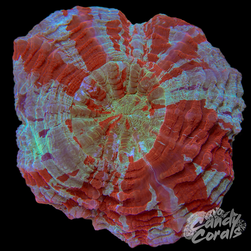 Ultra Rainbow Acanthophyllia WYSIWYG 49