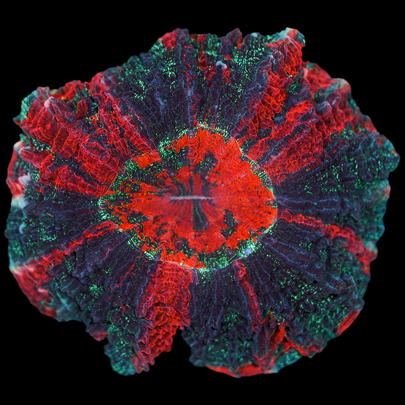 Rainbow Acanthophyllia WYSIWYG 110