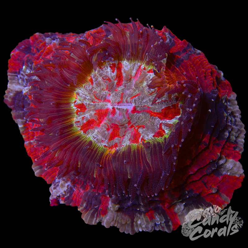 Ultra Rainbow Acanthophyllia WYSIWYG 44