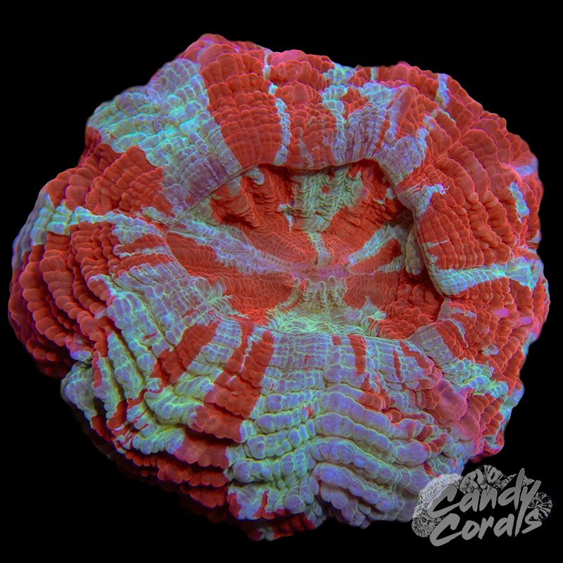 Ultra Rainbow Acanthophyllia WYSIWYG 52