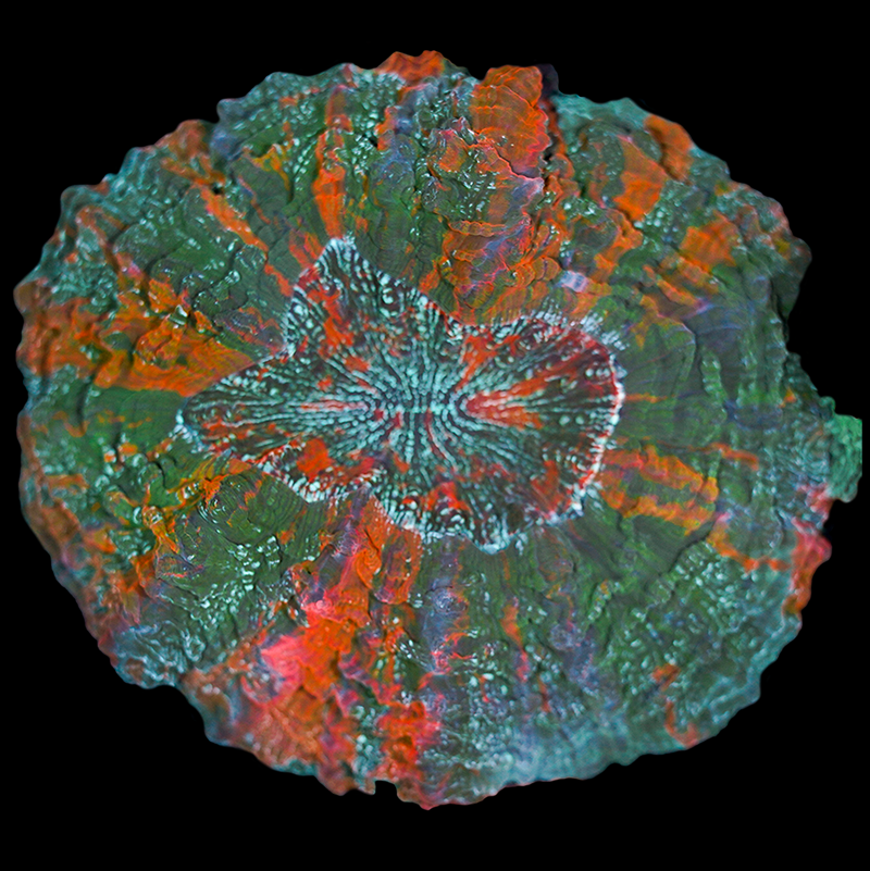 Rainbow Acanthophyllia WYSIWYG 111