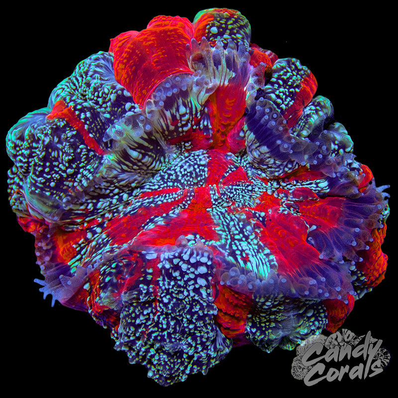 Rainbow Acanthophyllia WYSIWYG 87