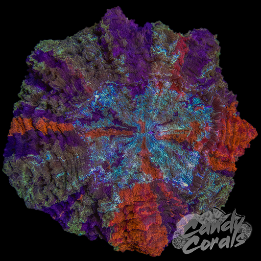 Ultra Rainbow Acanthophyllia WYSIWYG 67