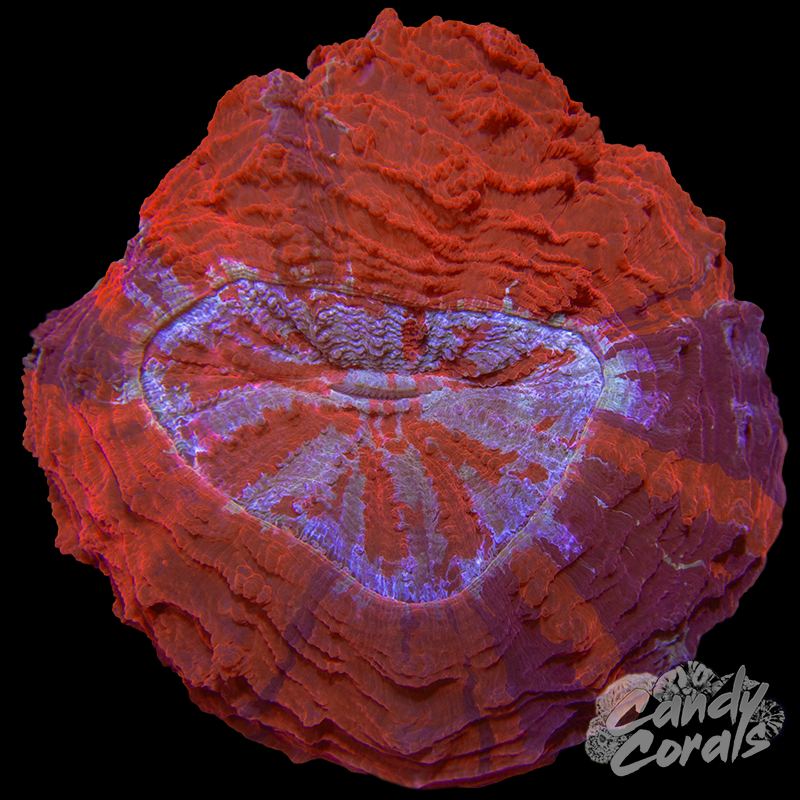 Rainbow Acanthophyllia WYSIWYG 125