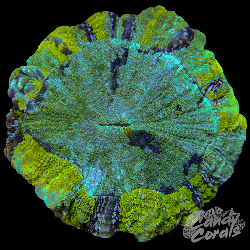 Yellow Acanthophyllia WYSIWYG 88