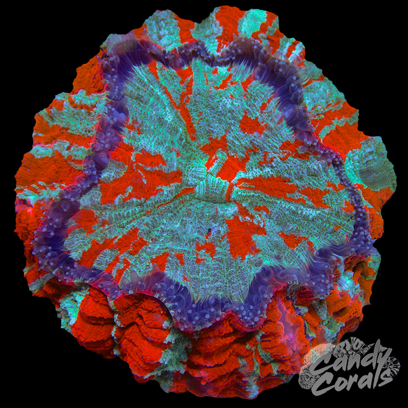 Rainbow Acanthophyllia WYSIWYG 89