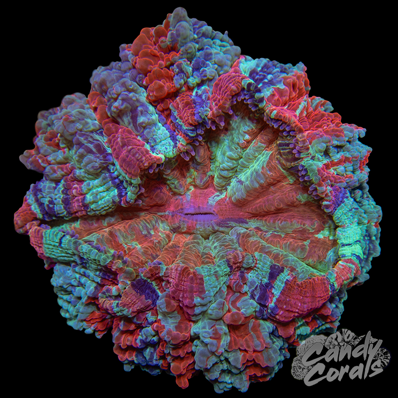 Rainbow Acanthophyllia WYSIWYG 108