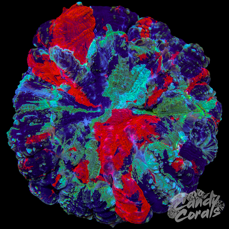 Rainbow Acanthophyllia WYSIWYG 95