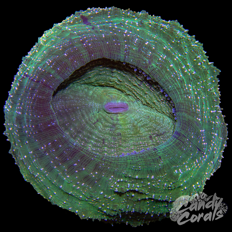 Ultra Rainbow Acanthophyllia WYSIWYG 82