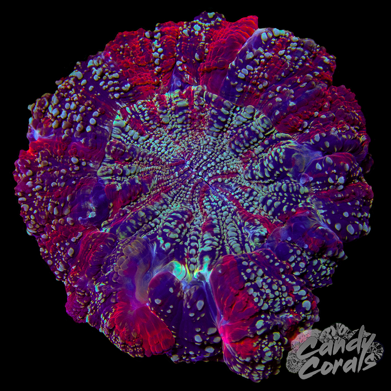 Rainbow Acanthophyllia WYSIWYG 97