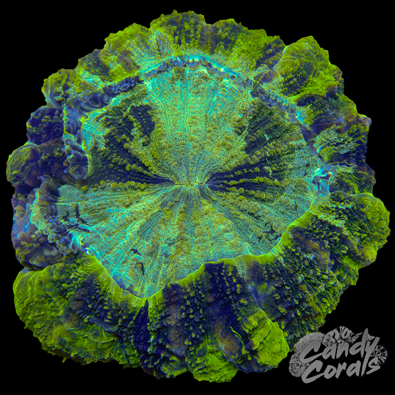 Yellow Acanthophyllia WYSIWYG 100