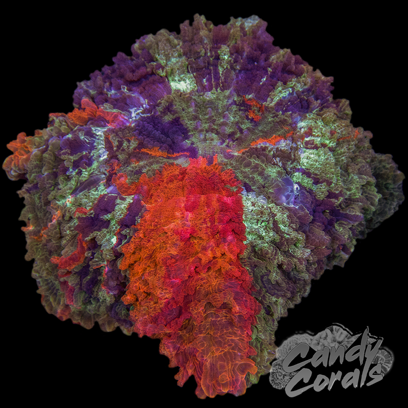 Ultra Rainbow Acanthophyllia WYSIWYG 72